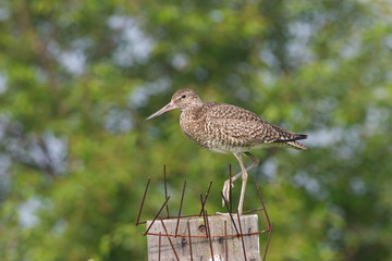 willet