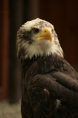 weißkopfseeadler