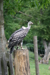 geier