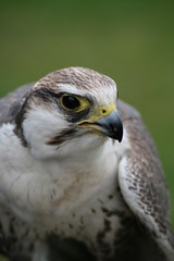 falke