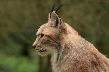 luchs
