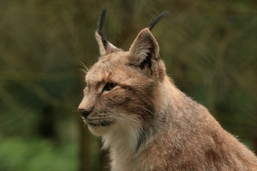 luchs