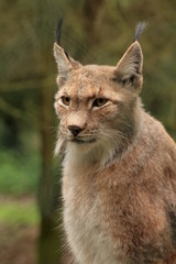 luchs