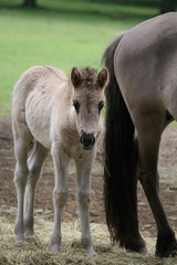 Obraz premium fohlen