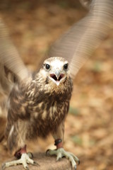 falke