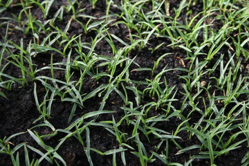 grass
