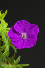 rock geranium