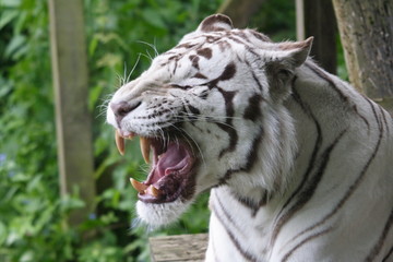 white tiger