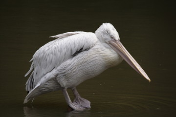 white pelican