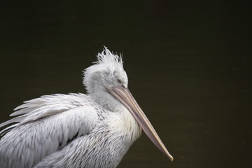 white pelican