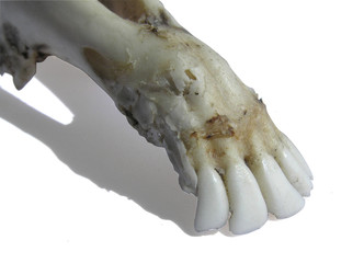 1335 - incisives de rongeur (détourage inclus)