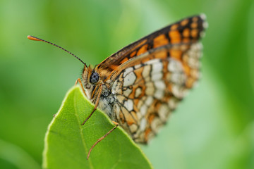 farfalla (lepidottero)