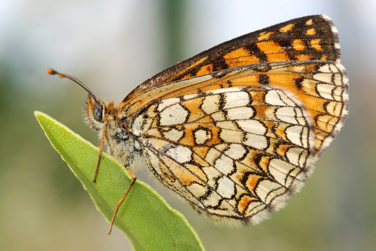 farfalla (lepidottero)