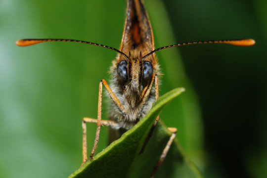 farfalla (lepidottero)