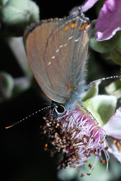 farfalla