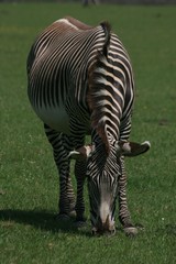 Fototapeta na wymiar grazing zebra 3