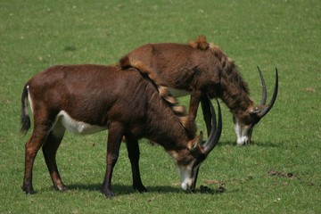 sabel antelopes