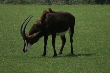 sable antelope 2