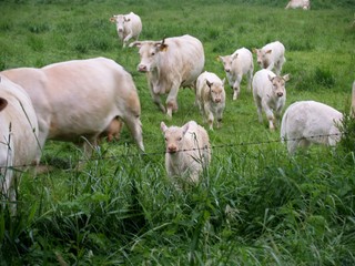 Obraz premium verspielte kälber rennen