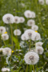 field of dandelions