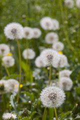 Fototapeta na wymiar field of dandelions