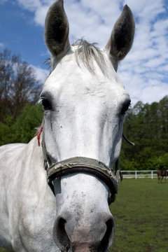 horse on paddok in bridle