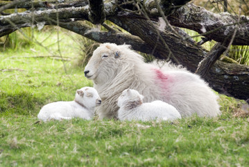 mother & lambs