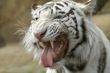white tiger