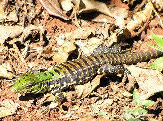 iguana