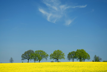 landschaft im frühjahr