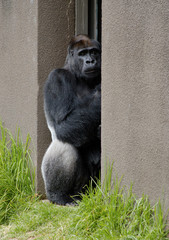 sick silverback