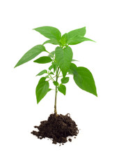 vigorous young plant