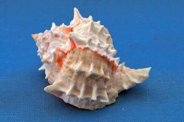 Obraz na płótnie Canvas spiked conch shell