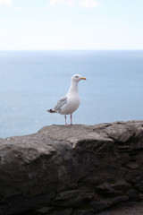 seagull