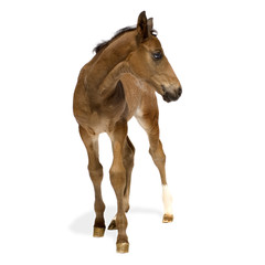 Obraz premium foal