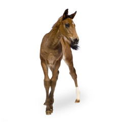 foal