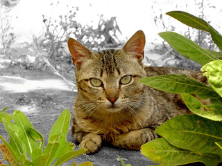 gato por detrás das folhas