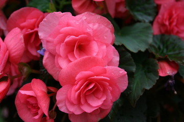 begonias