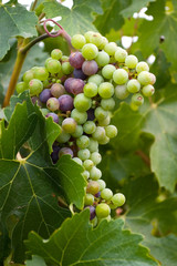 grapes in vine