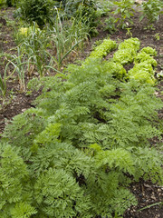 vegetables - gardening - mixed vegetables