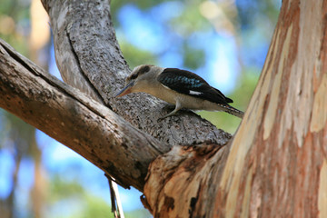 australien_07_0833 © Andreas Edelmann