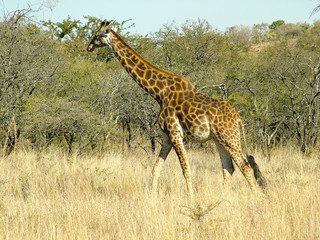 girafe en marche