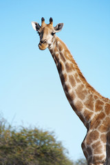 Obraz premium wild giraffe