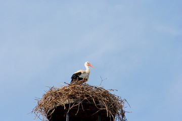 nid de cigogne