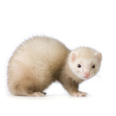 blue male ferret kit (10 weeks)