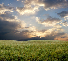 Obraz premium wheat field during stormy day