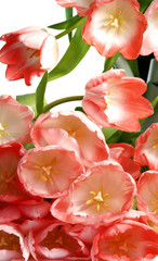 pink tulips