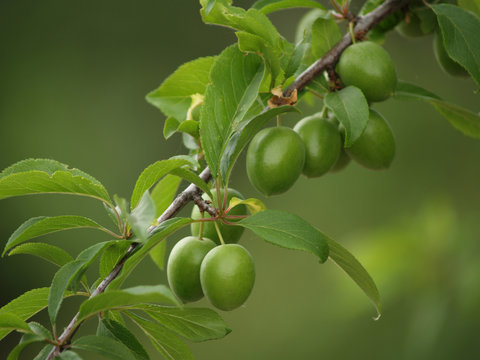green plums