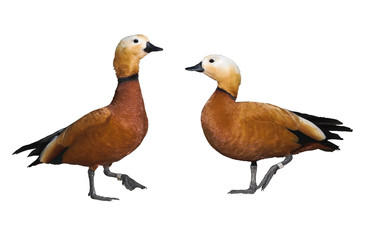 pair of roody shelduck isolated on white backgroun
