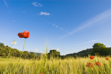 champ de bl&eacute; et coquelicots